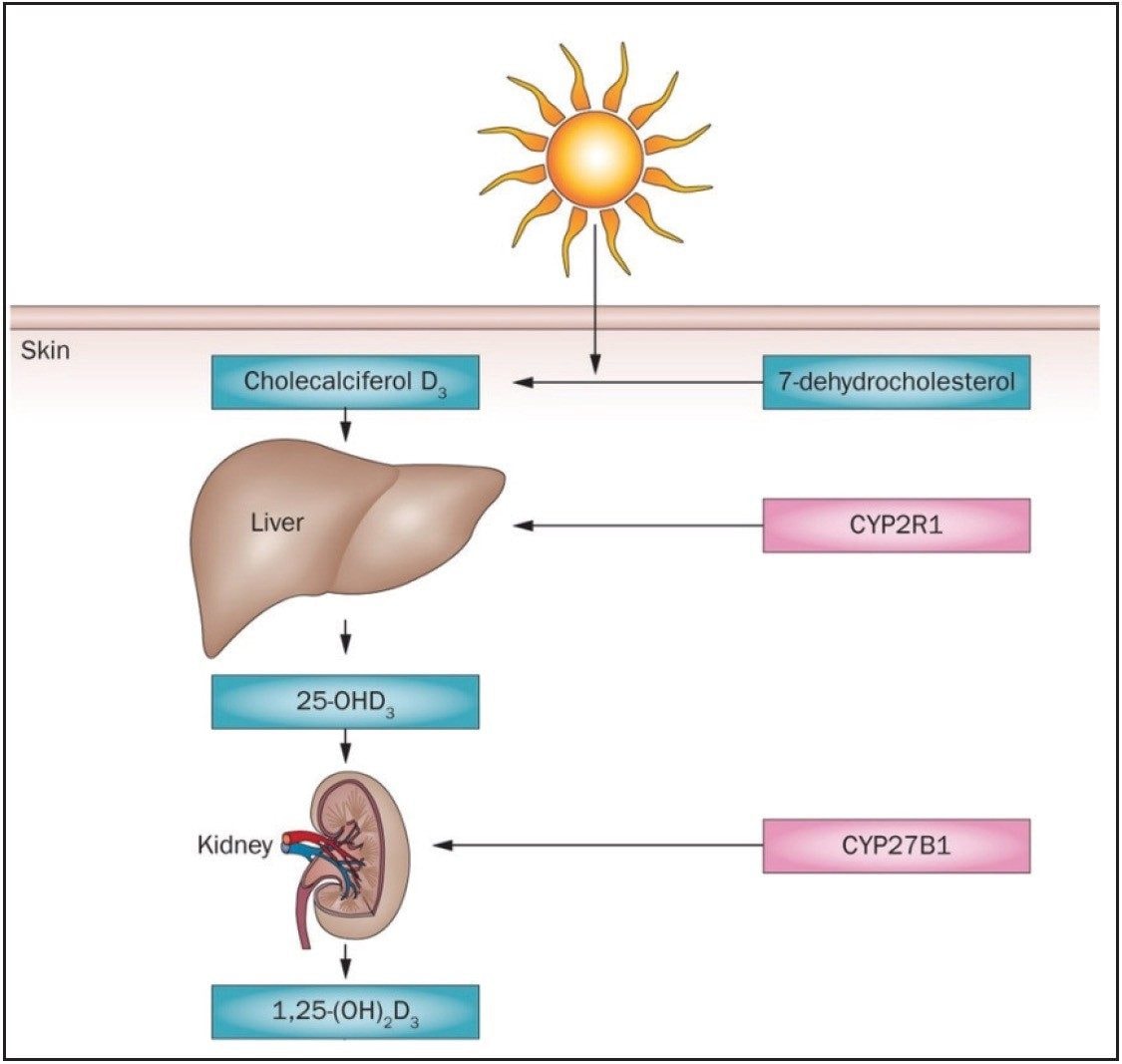 Process for conversion of 7-dehydrocholesterol to 1,25 (OH)2 Vitamin D3