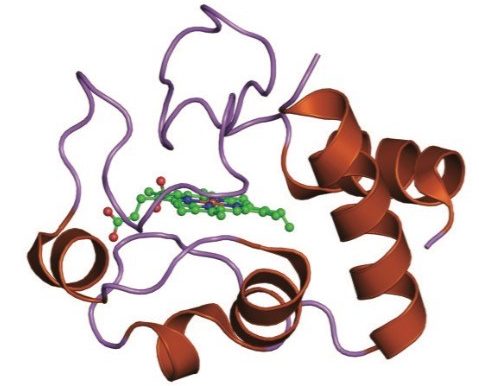 Cytochrome C protein structure.