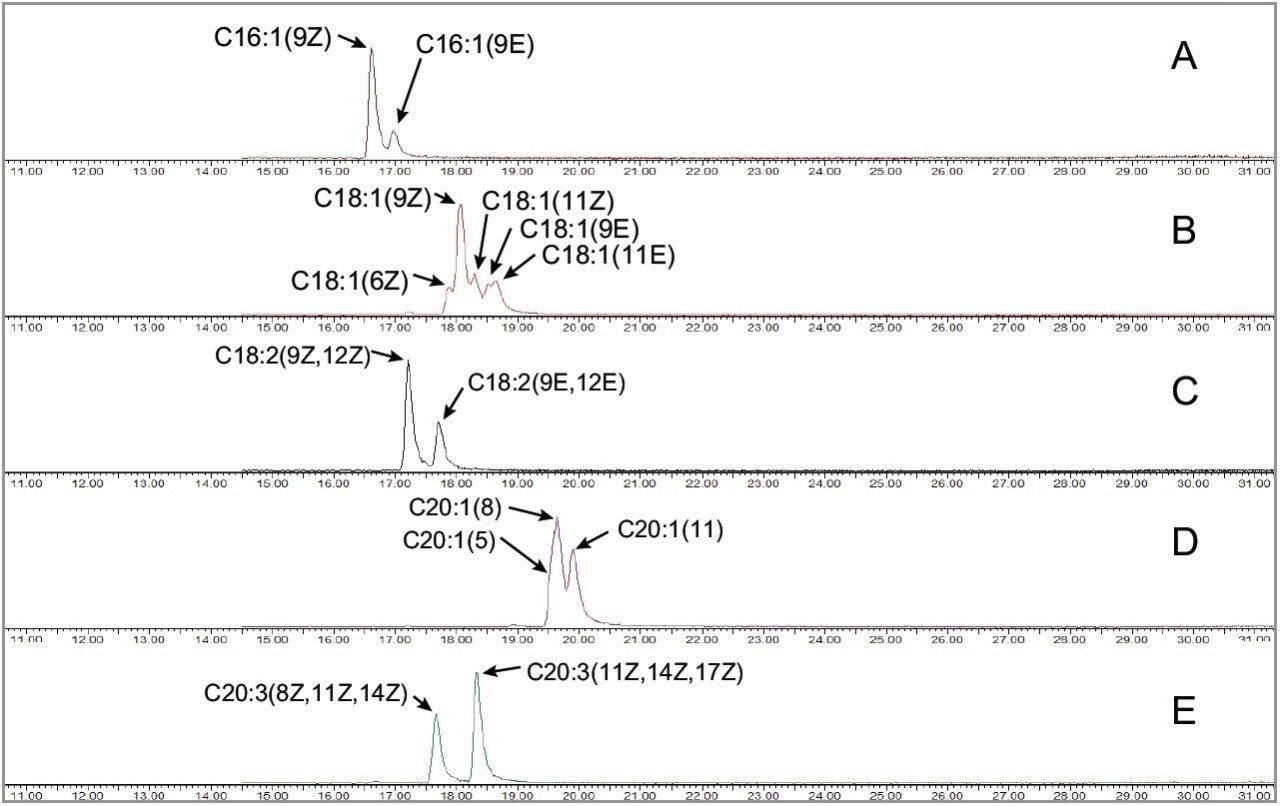 Examples of UPC²-MS chromatograms of fatty acid isomers
