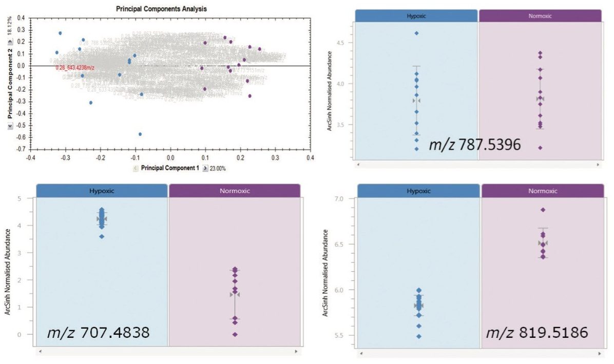 Figure 5. Results of analysis of REIMS data in Progenesis QI. The replicates of the two biological conditions clearly separate from each other on the first principal component. The subsequent plots show lipid species that are at elevated levels in the hypoxic sample, elevated in the normoxic sample and at equal intensity in both samples. 