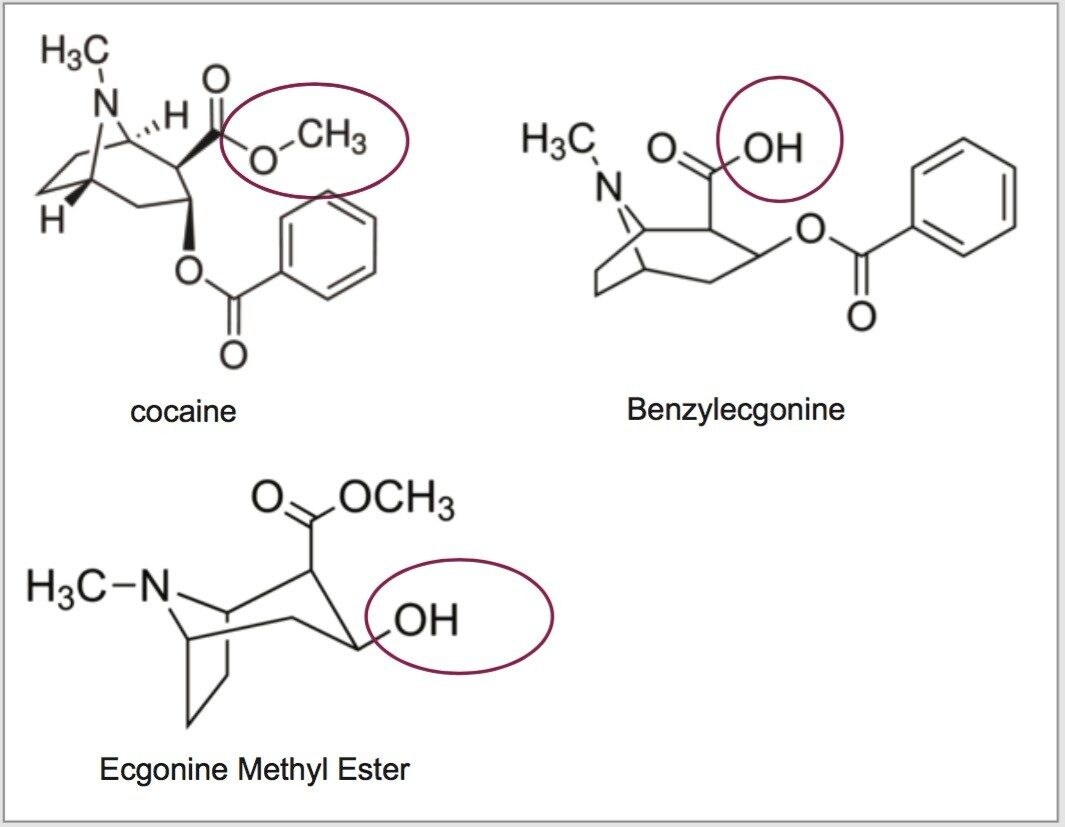 Chemical structure of cocaine, benzylecgonine, and ecgonine methyl ester
