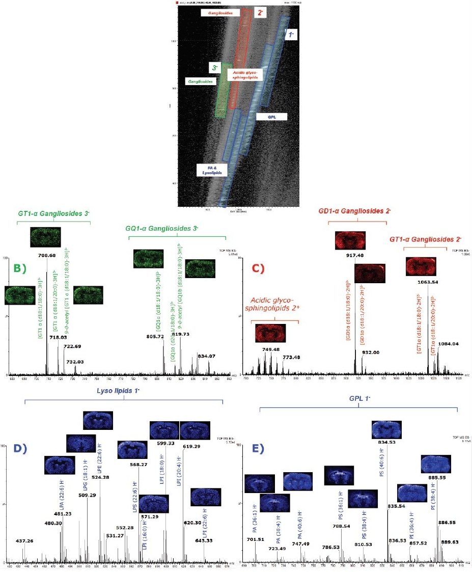 A) DriftScope 2D-plot; B) Mass spectrum representing the triply charged ganglioside species; C) Mass spectrum characterizing doubly charged acidic glycosphingolipids and ganglioside species; D) and E) mass spectrum representing the singly charged species, Lyso lipids, FA and GPL lipid class of ions.
