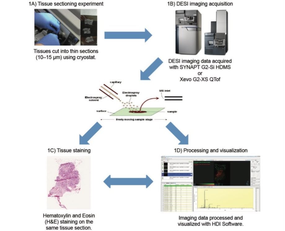 Workflow of a DESI-MSI experiment of breast tissue samples. 