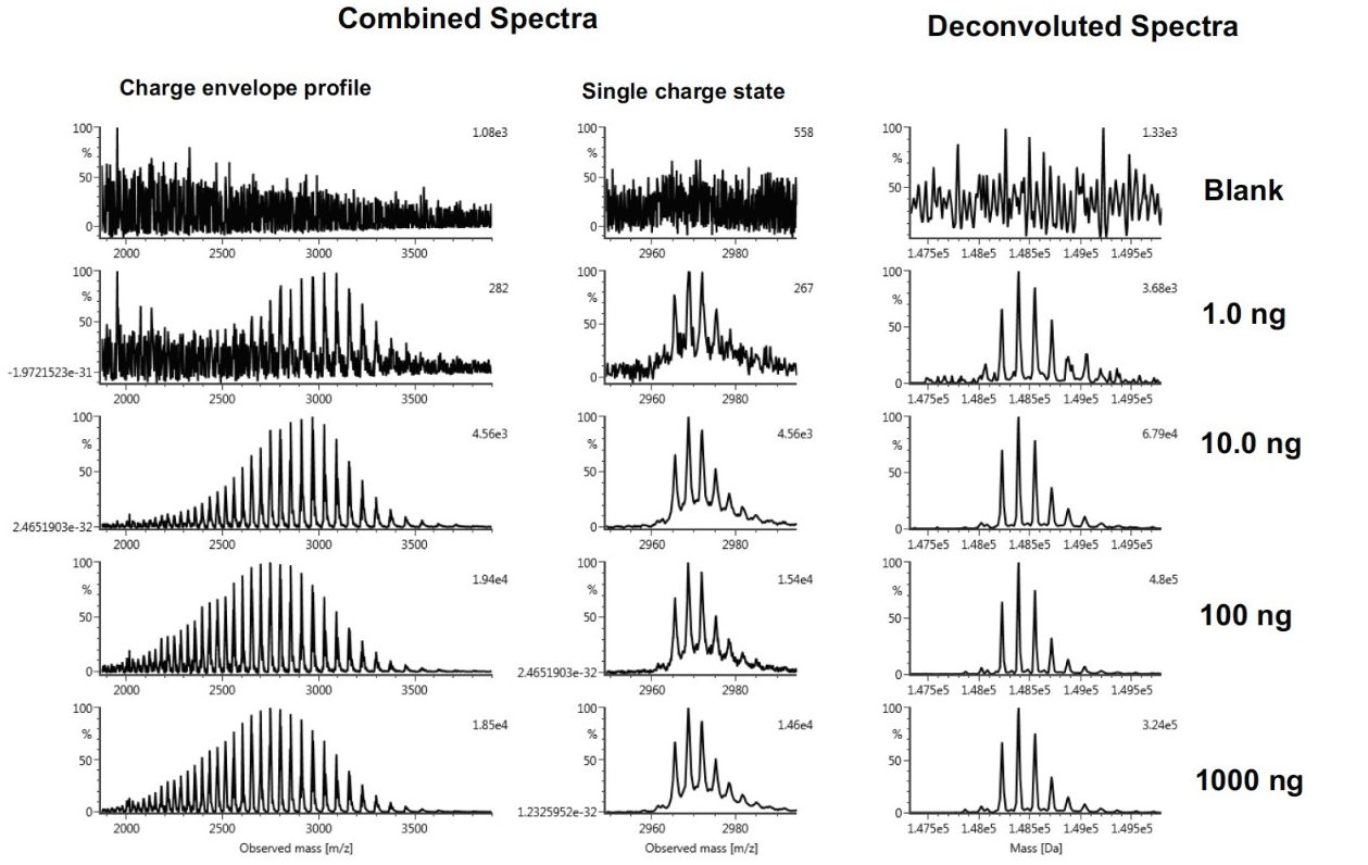 Combined raw (smoothed) spectra and deconvoluted spectra from an intact mass analysis dilution series