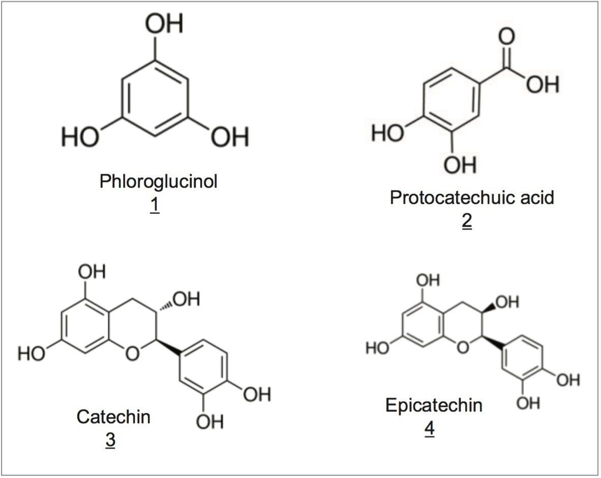 Structures of catechin and related metabolites