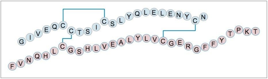 Structure of human insulin