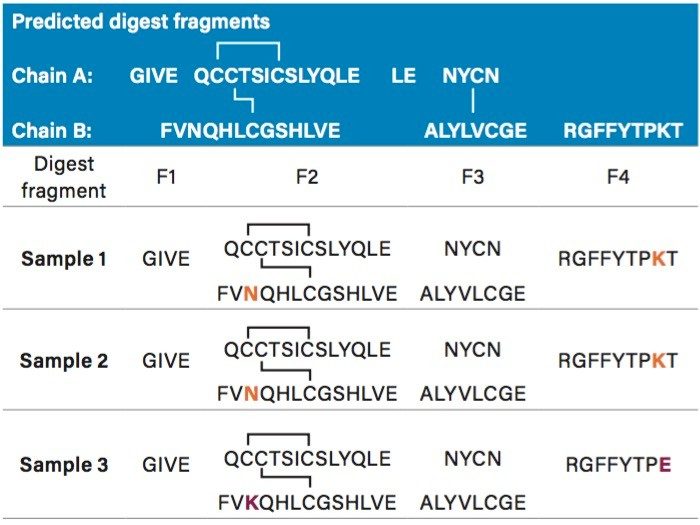 Amino acid sequence of insulin digest fragments after S. aureus digestion