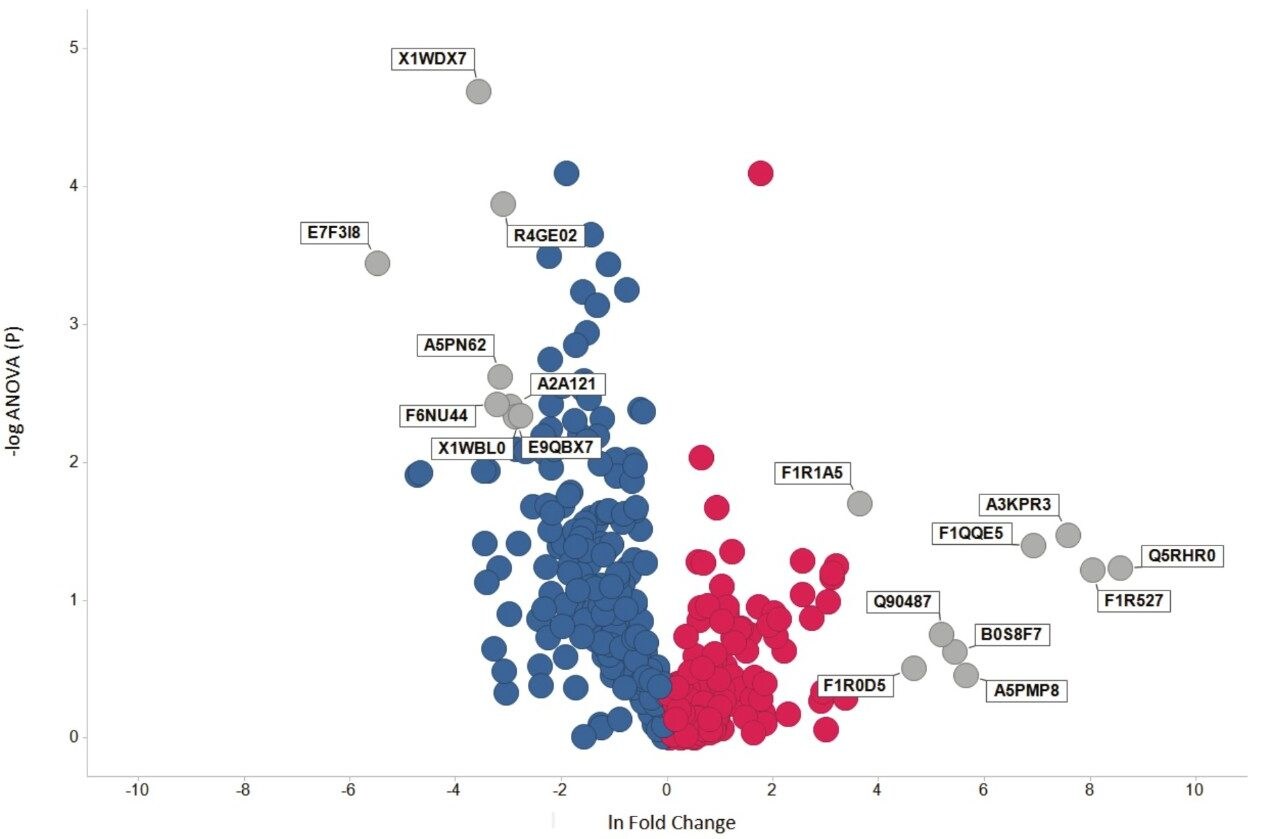 Volcano plot representing regulated proteins for three day post-amputated Zebrafish