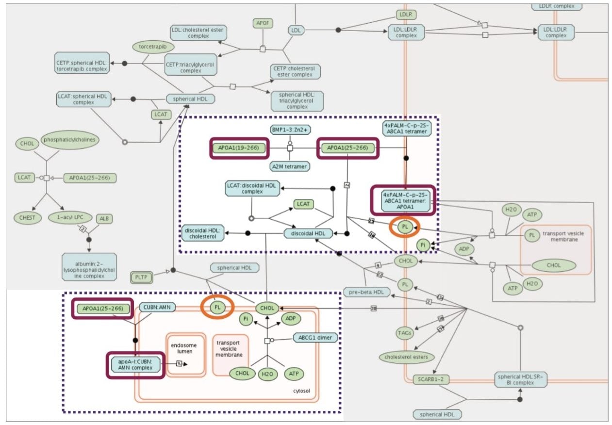 Lipoprotein metabolism pathway example