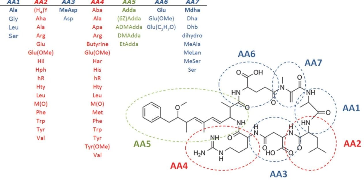 Illustration of the possible different combinations of seven amino acids that can produce over 100 different microcystin variants.