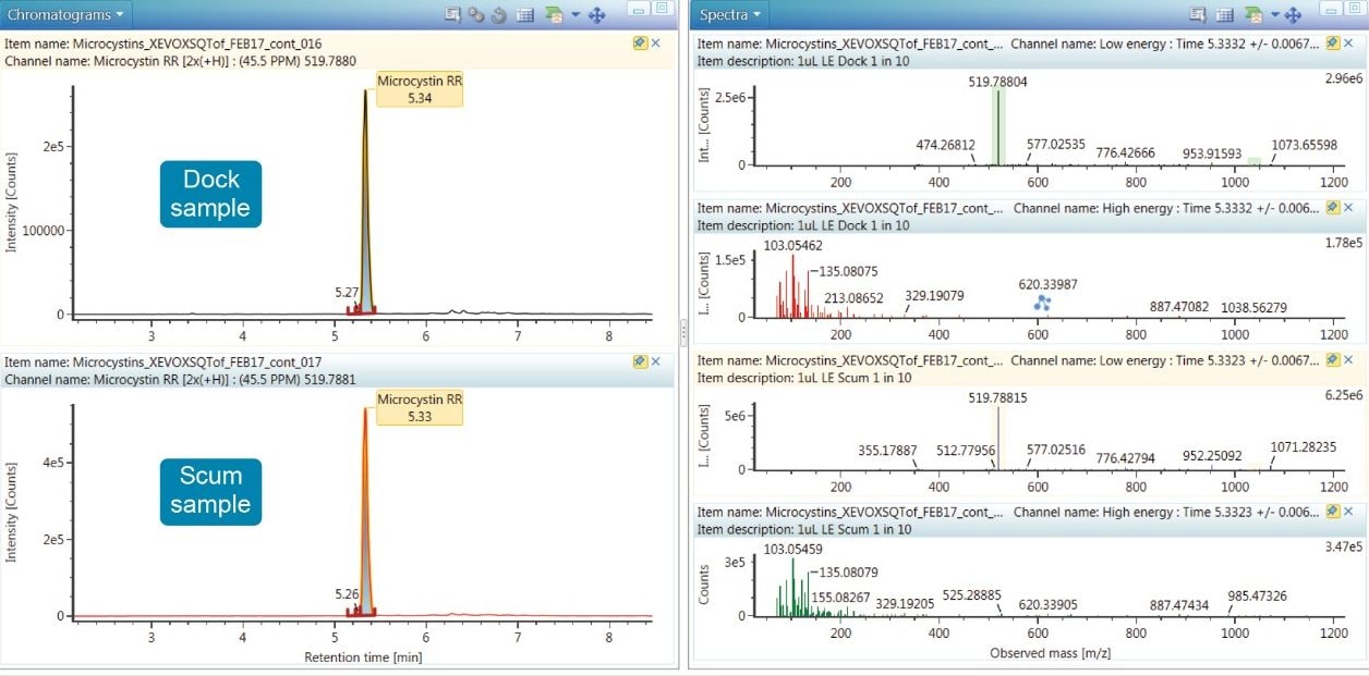 Extracted ion chromatogram and resulting spectra for microcystin-RR in the dock and scum samples.
