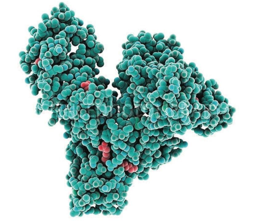 Human serum albumin structure (HSA).