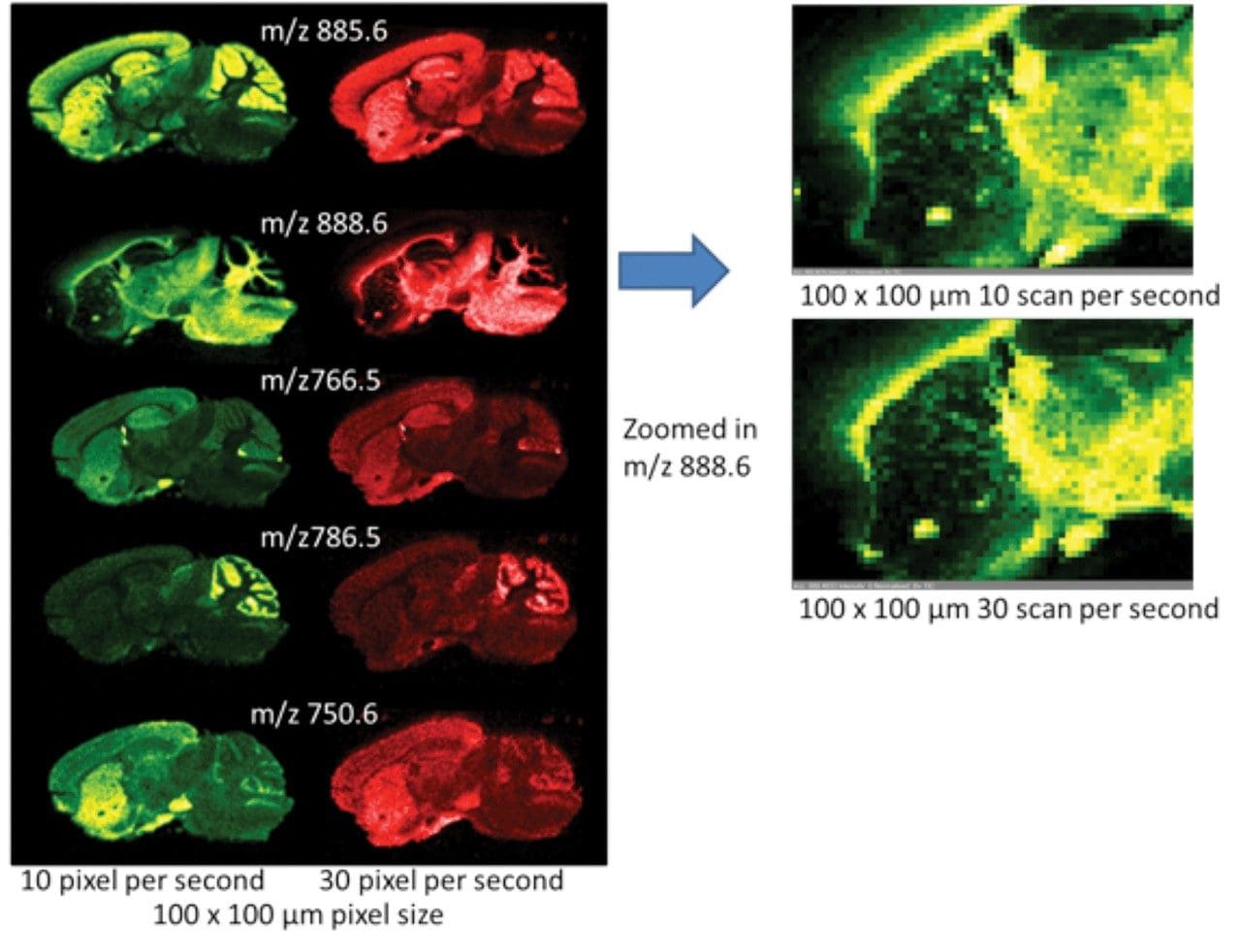 Comparison of selected ion images acquired at different scan speeds.