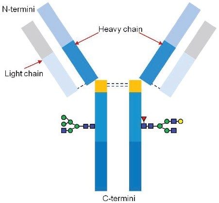 Schematic representation of the NIST mAb. 