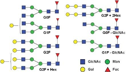 The nomenclature of N-linked glycans identified in the intact protein analysis. 