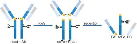 Endopeptidase, IdeS digestion cleaves the Gly-Gly bond in the hinge region (in yellow) generating F(ab) and scFc fragments. 