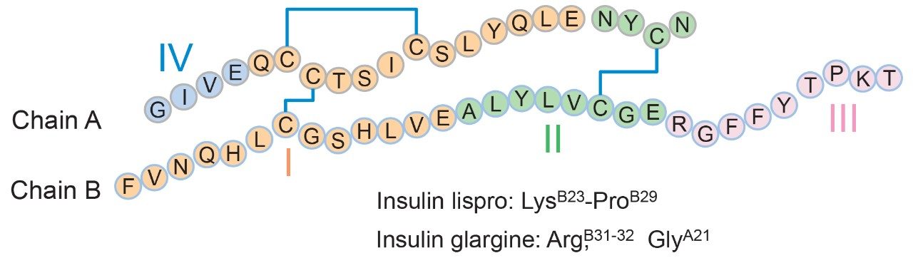 Structure of insulin human