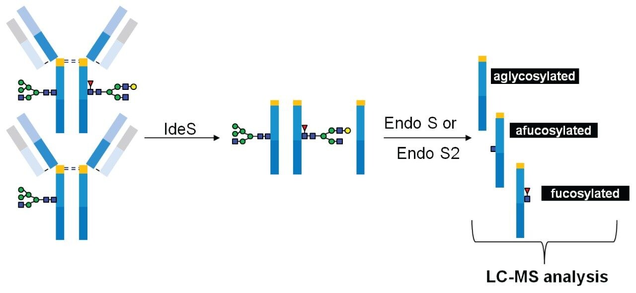 The digestion of trastuzumab with IdeS 