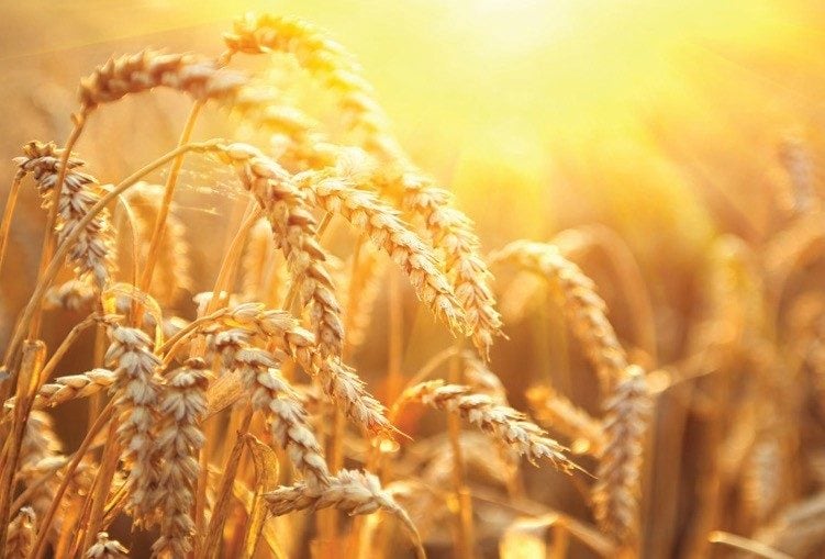 Wheat field