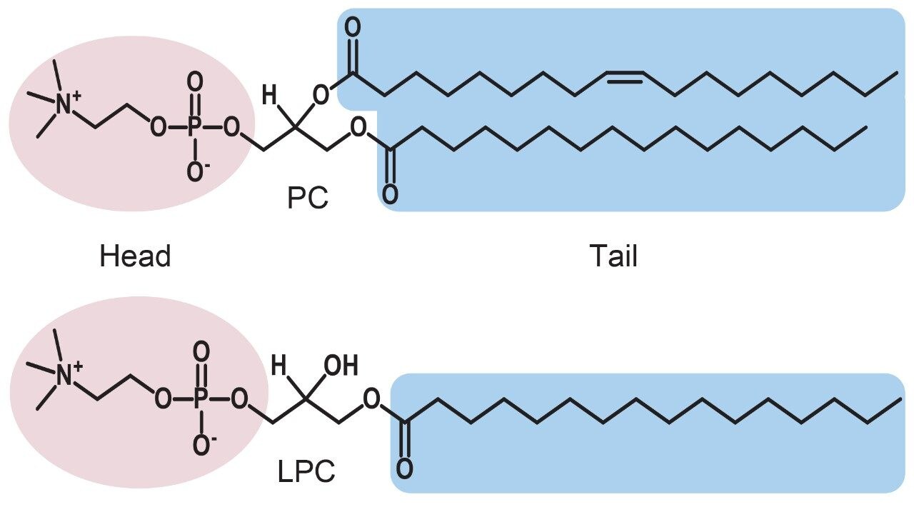 Representative structures of a Phosphatidylcholine, PC, and  a Lysophosphatidylcholine, LPC.