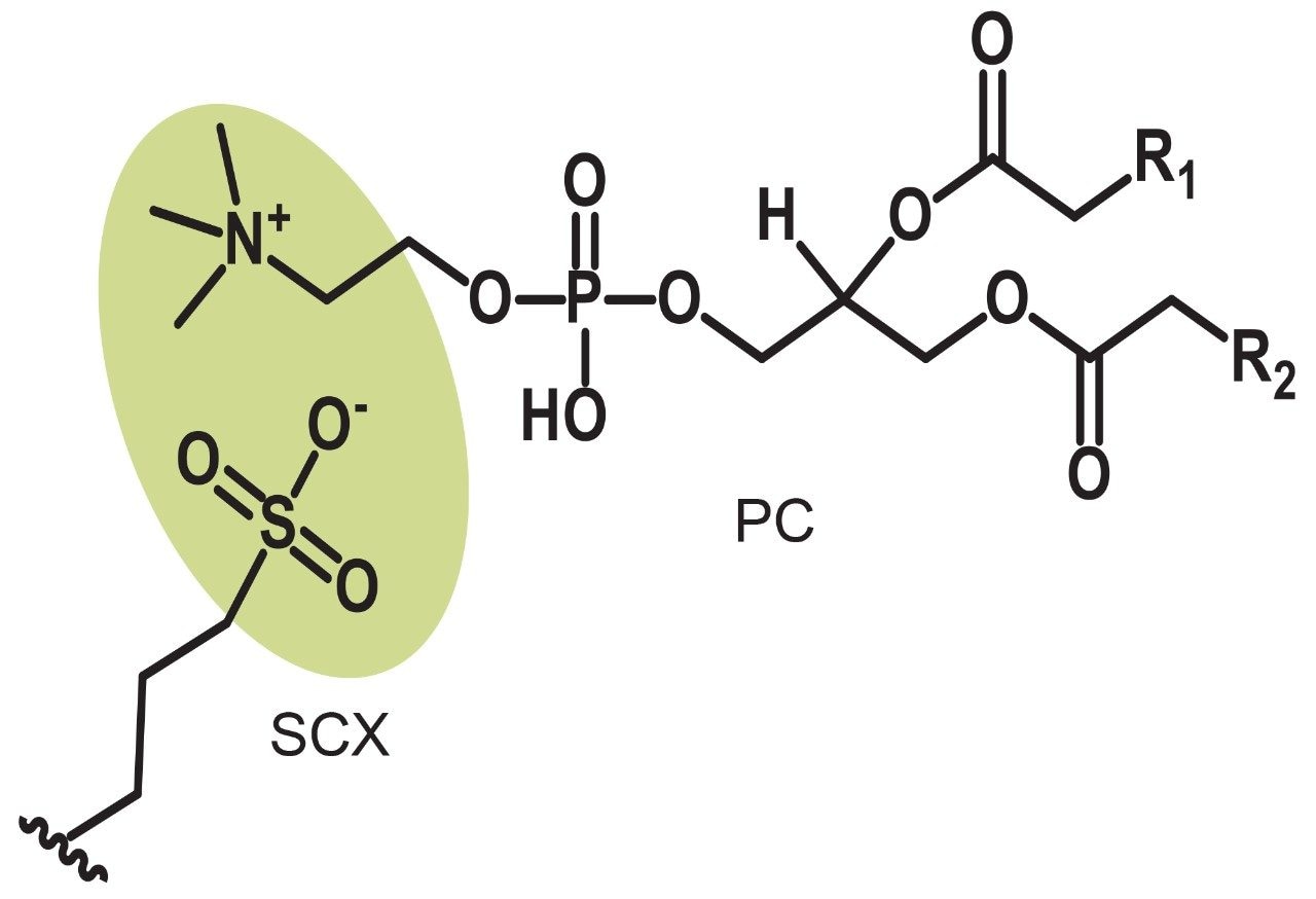 Possible cation exchange of the PC head on an SCX sorbent.
