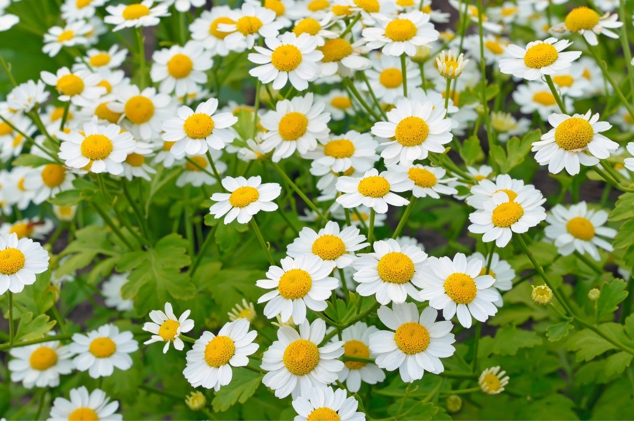 Feverfew (Tanacetum parthenium).