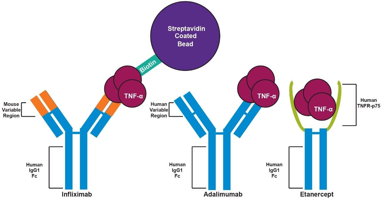 Figure 1. Tumor necrosis factor alpha (TNF-α) binds to the variable regions of infliximab and adalimumab, and to the TNFR-p75 region of etanercept