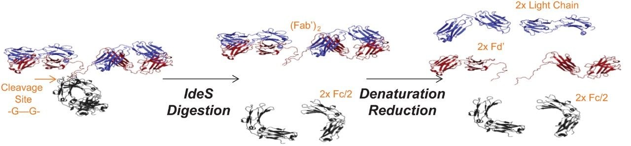 IdeS digestion and reduction of mAb.2