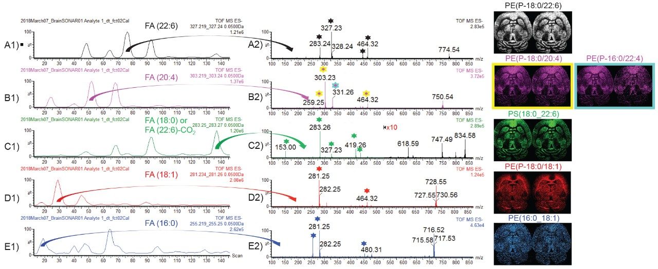 Negative mode (A1, B1, C1, D1, and E1 ) fatty acid chain specific scanning quad chromatograms with example fragmentation spectra for A2) PE(P-18:0/22:6), B2) PE(P-18:0/20:4), and PE(P-16:0/22:4), C2) PS(18:0_22:6), D2) PE(P-18:/18:1), and E2) PE(16:0_18:1). Ion images on the left correspond to the precursor ion images. Ion images on the right correspond to the composite fragment ions.