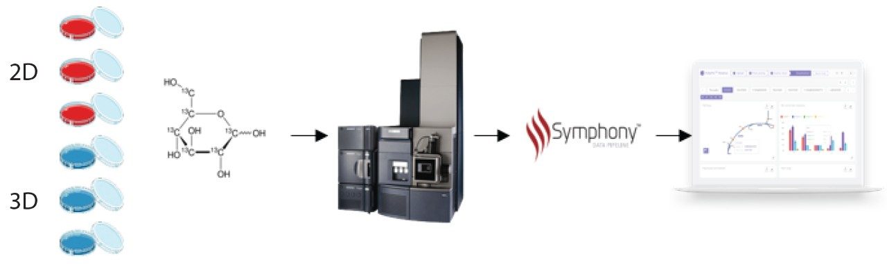 Graphical representation of the experimental design.