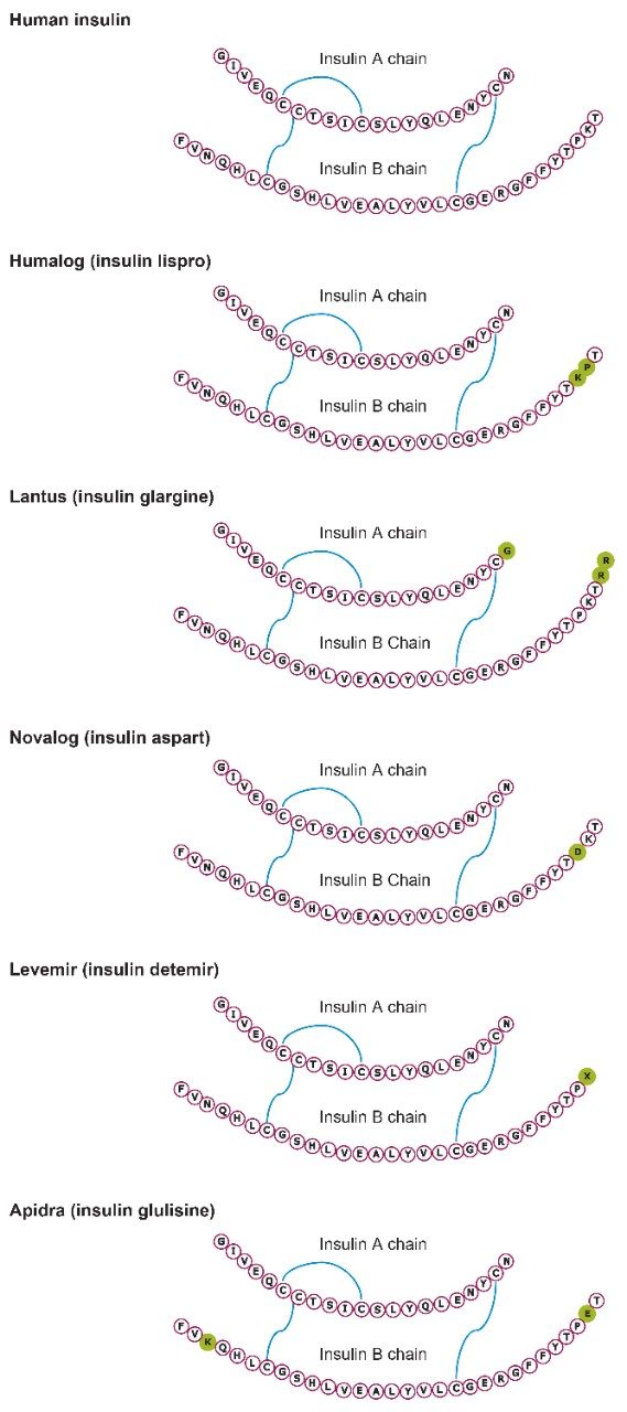Structures for human insulin and the insulin analogs