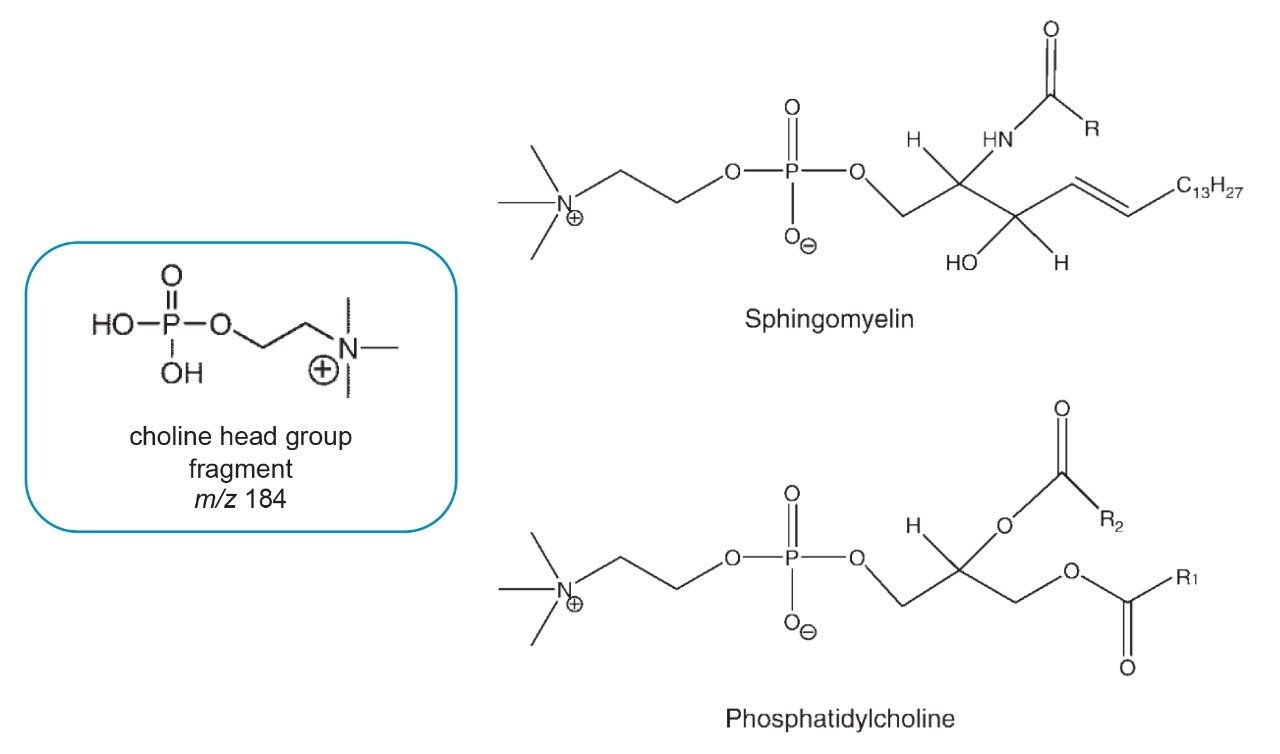 Structural representation of SM and PC. Both species are choline-containing phospholipids that generate the characteristic phosphocholine head group fragment (m/z 184). 