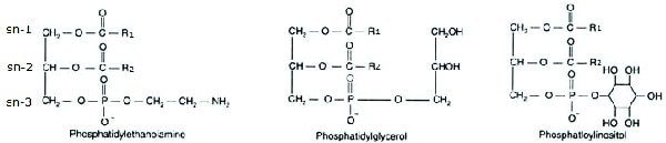 Figure 1. Structural representation of PE, PG, and PI. The glycerol backbone is esterified in stereochemical number-3 (sn-3) position with a phosphate residue; the R1 and R2 represent different fatty acid chains at the sn-1 and sn-2 position.