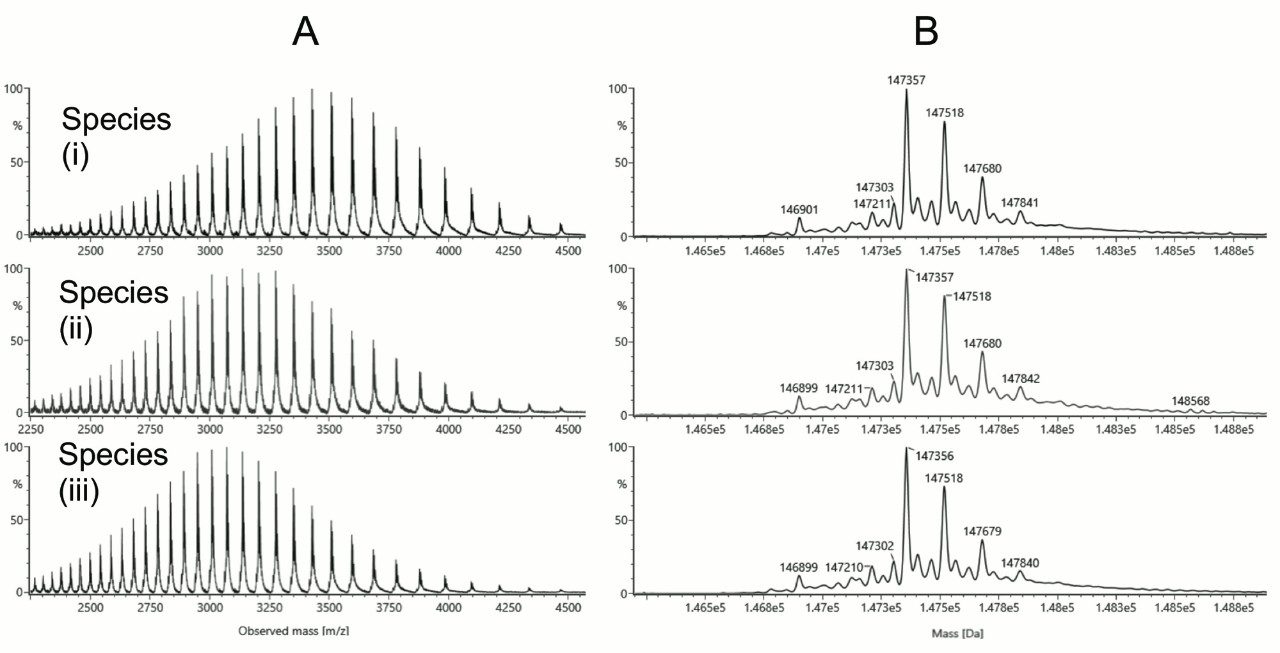 (A) Summed ESI mass spectra and (B) MaxEnt1 deconvoluted mass spectra from the regions indicated in Figure 2, corresponding to different IgG2 isoforms. Separations were performed using 0.15% IonHance DFA modified mobile phase as described in Figure 2. Spectra were deconvoluted in UNIFI™ 1.9.4 Software. Annotated peaks have comparable molecular masses that are within typical measurement precision (±1 Da at 150 kDa)