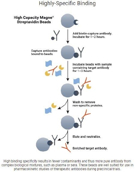 The capture mechanism of the Promega High Capacity Magne Strepatvidin Beads and Goat Anti Human Biotinilated IgG.6
