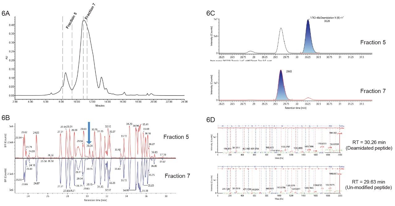 Peptide mapping analysis of trastuzumab fractions. (A) Trastuzumab fractions collected from a BioResolve SCX mAb, 4.6 × 100 mm Column. (B) Mirror image of peptide maps for Fractions 5 and 7. A peak at a retention time of 30.24 min increased significantly in Fraction 5, compared to that in Fraction 7 (indicated by the blue arrow). (C) Extracted ion chromatograms (XIC) for identified peptides. The peak at 30.26 min has been identified as deamidation of the peptide ASQDVNTAVAWYQQKPGK. The un-modified peak has a retention time of 29.63 min. (D) MS-MS fragment comparison of the deamidated and un-modified peptide ASQDVNTAVAWYQQKPGK. The fragments that do not contain asparagine have the same mass value, while the fragments that do contain asparagine differ in 1 Da in mass.