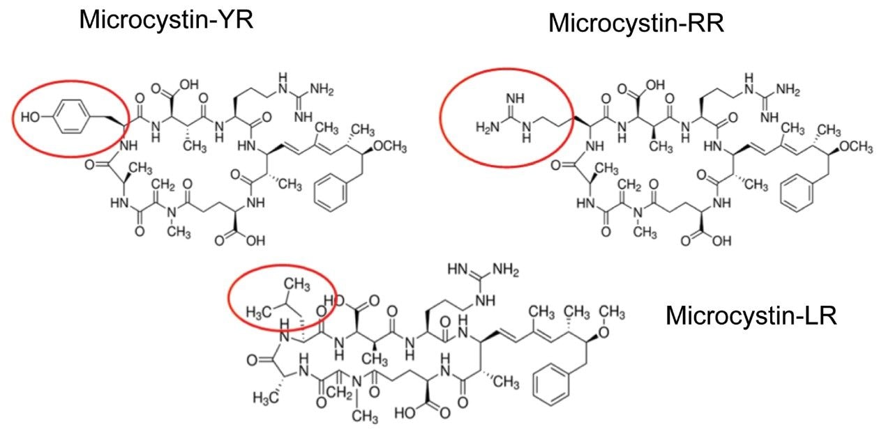 Chemical structure for YR, LR, and RR