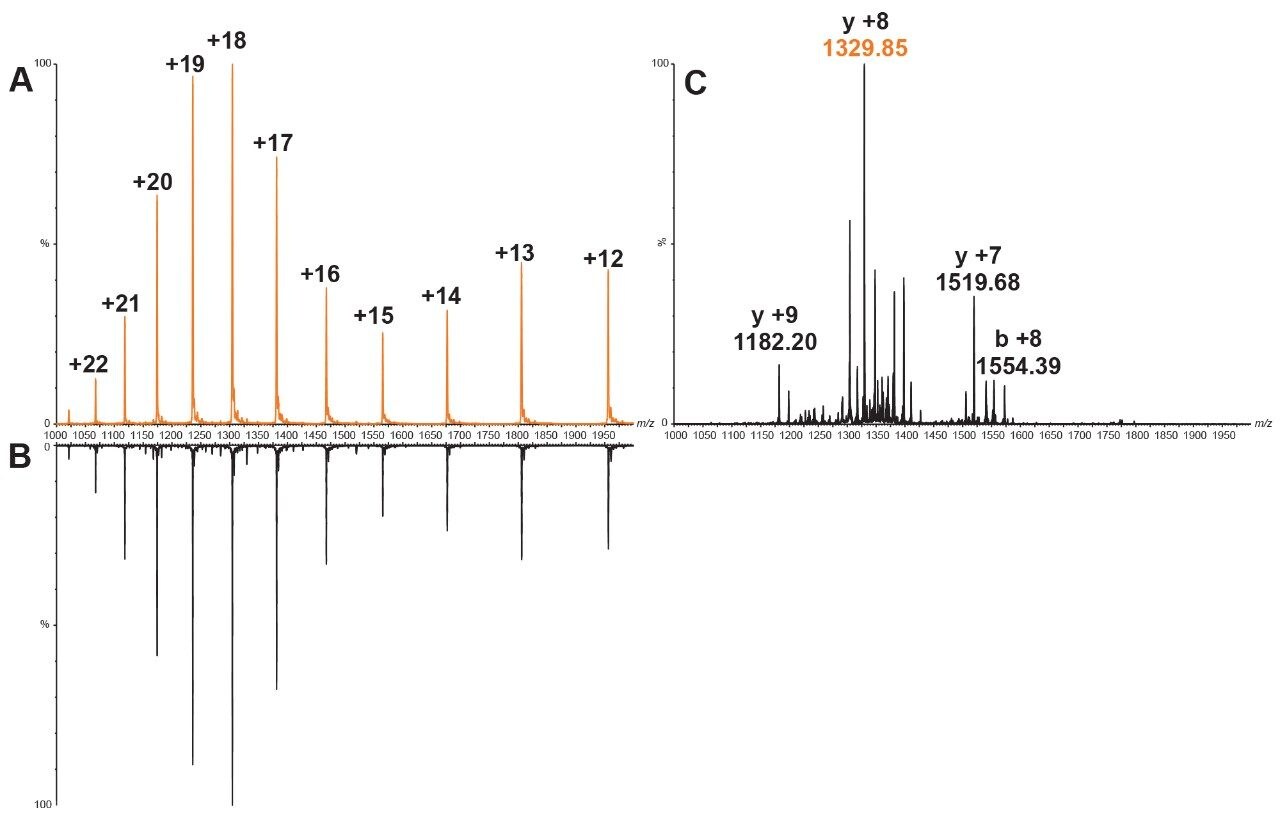  Representative mass spectrometry full scan spectra of adalimumab 