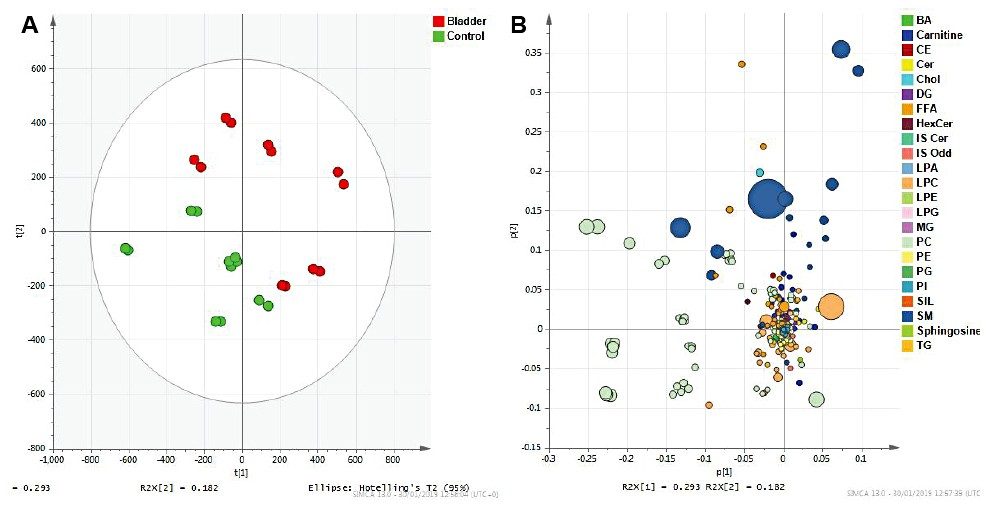 SIMCA P+ Score (A) and loadings plot (B) for an unsupervised PCA, pareto scaled model.