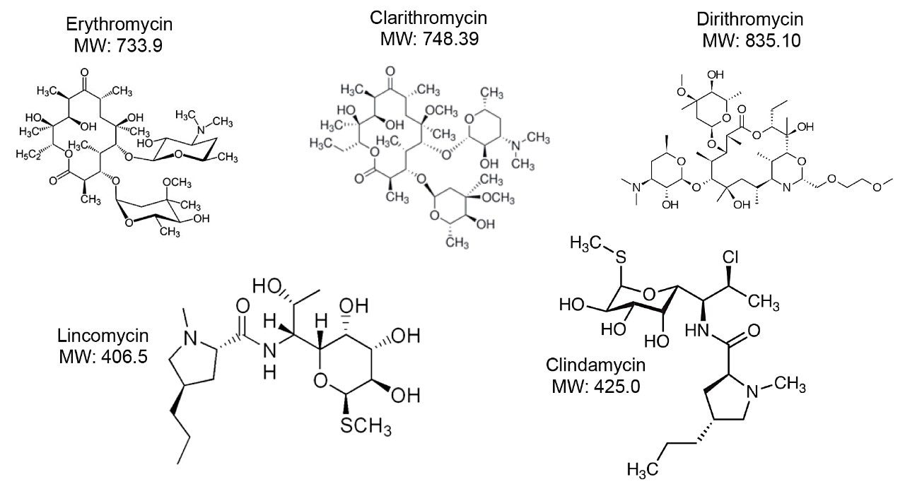 Chemical structure for macrolides