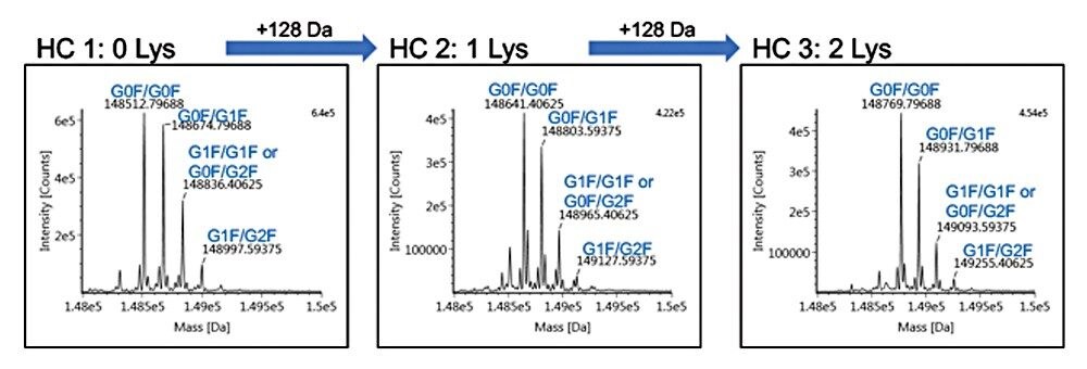 Deconvoluted data with assigned peaks for each lysine variant