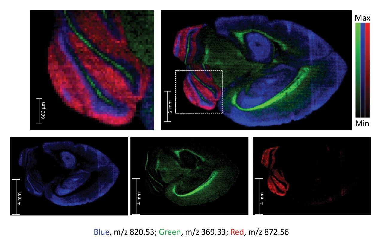 DESI XS brain image showing an overlay of three lipids imaged within a murine brain section