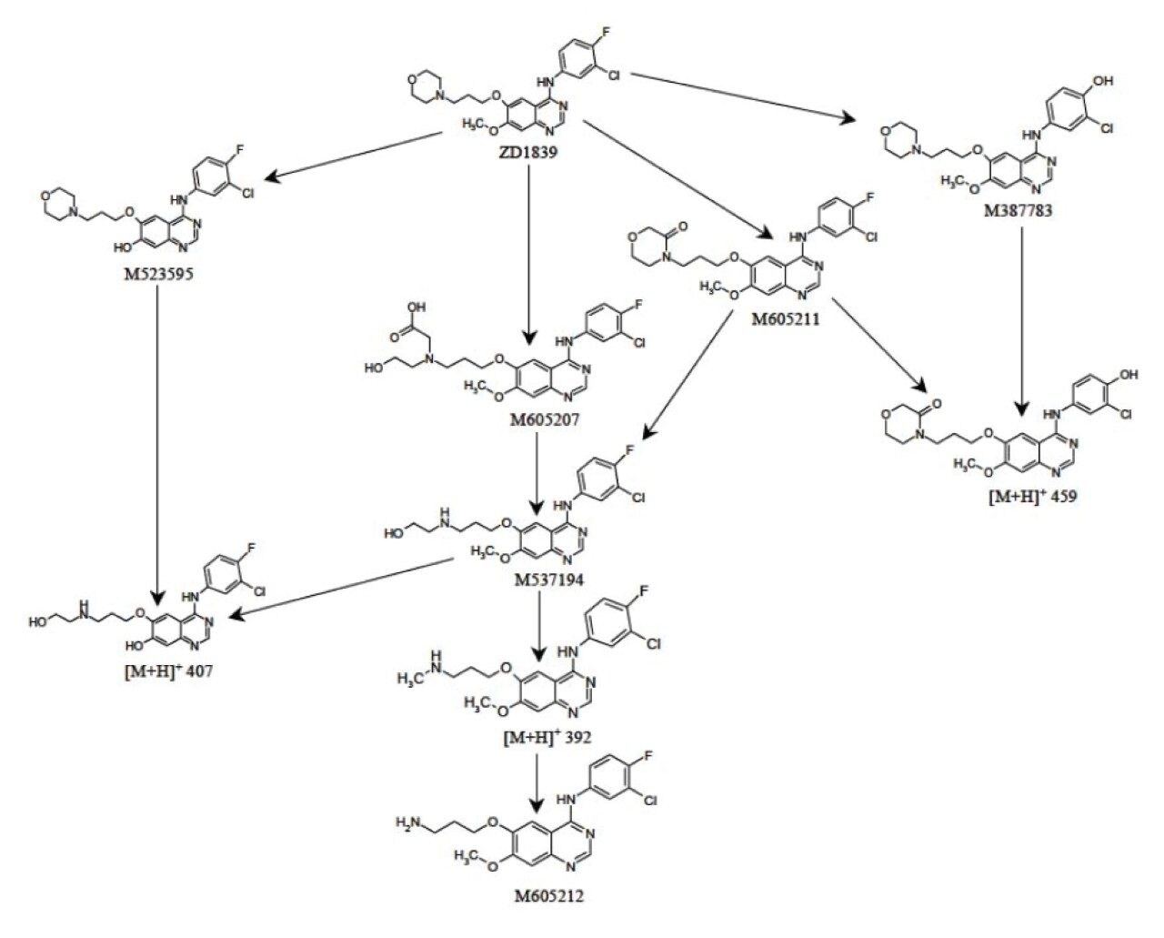 Gefitinib (ZD1839) and its major metabolites.