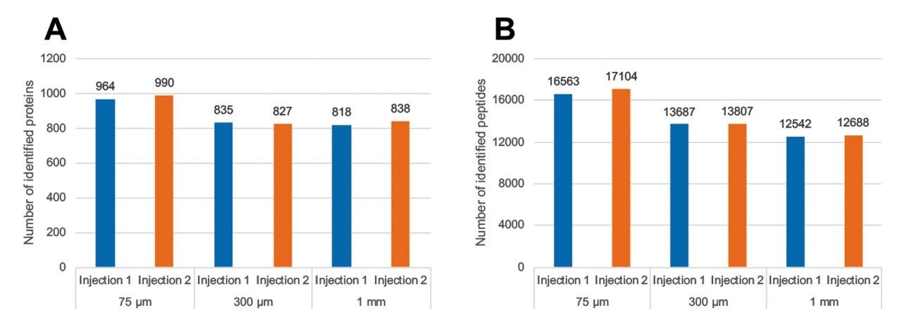  Number of identified E. coli proteins (A) and peptides (B) for the three column diameters.