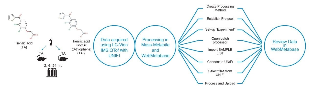 Workflow of experimental protocol