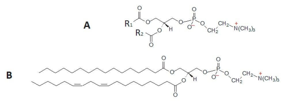 A generic structure of a diacyl-PC