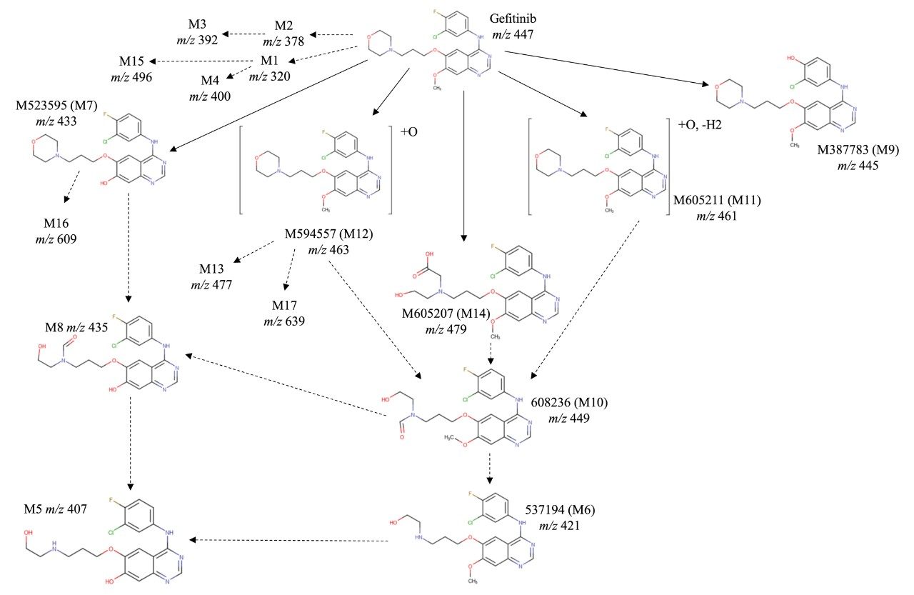 Schematic illustrating gefitinib and its associated metabolites