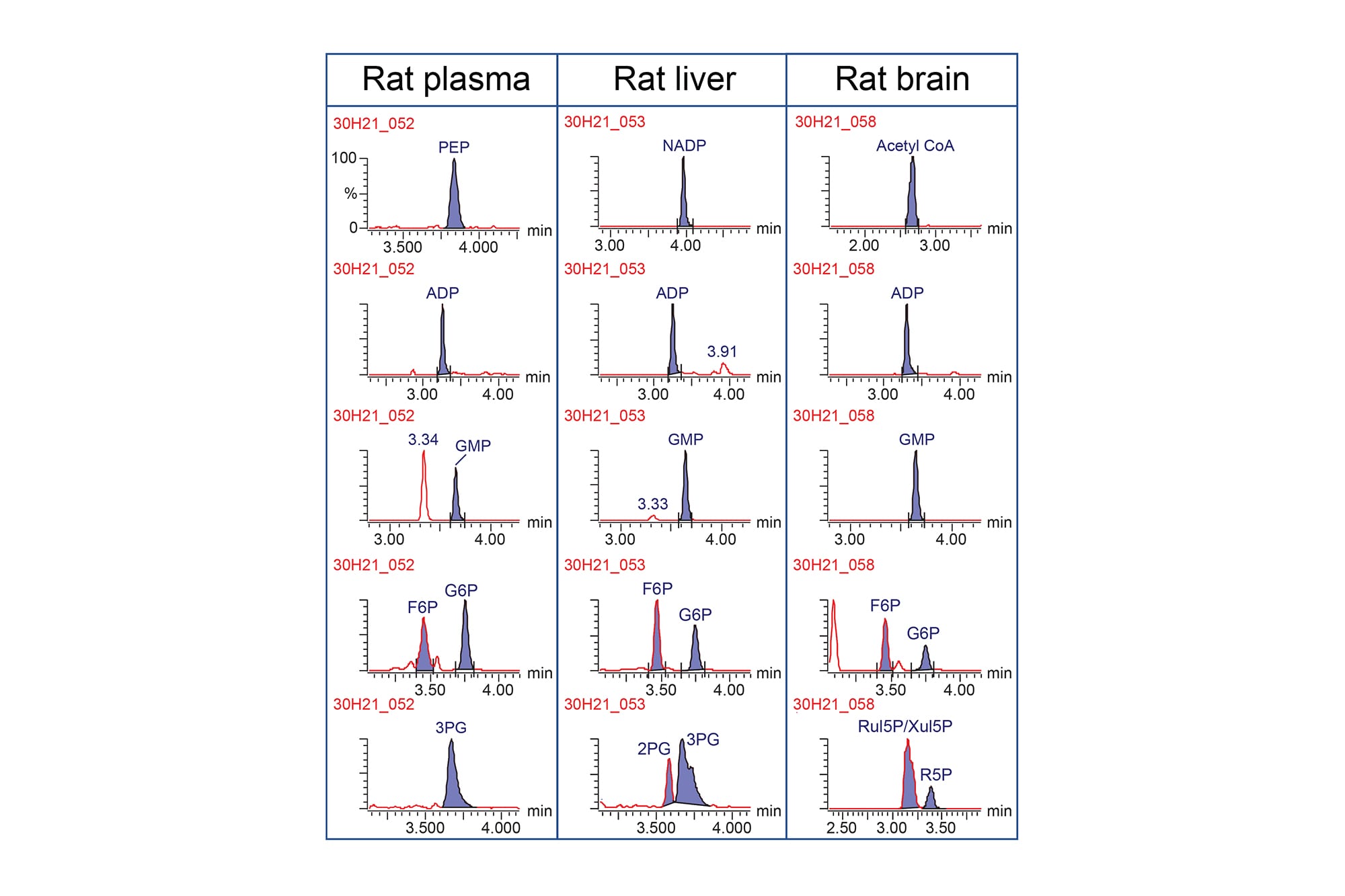Separation of Pentose Phosphate Pathway, Glycolysis, and Energy