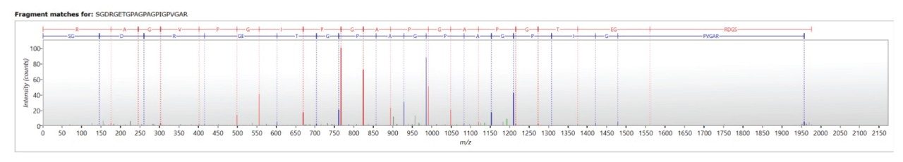 Identification of peptide SGDRGETGPAGPAGPIGPVGAR. 