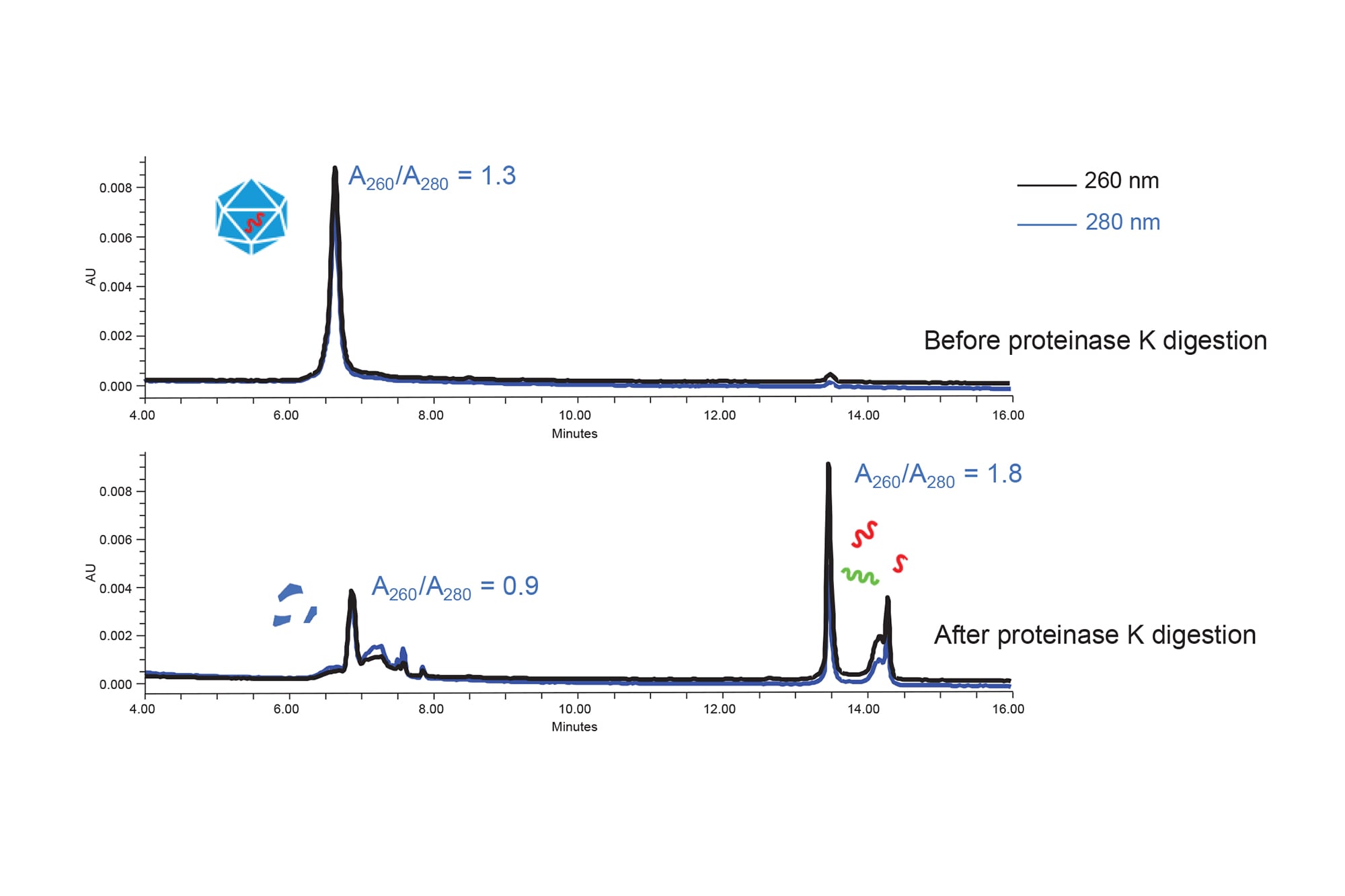 Cursory Analysis of Nucleic Acid Components in AdenoAssociated Virus